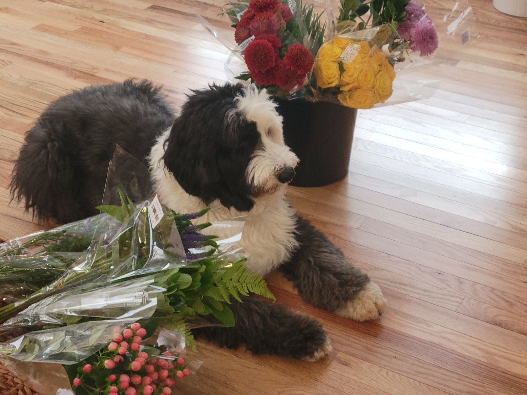 Dolce, the Dolce Flowers sheepadoodle, resting beside a bucket of fresh flowers in the Greenville, SC studio