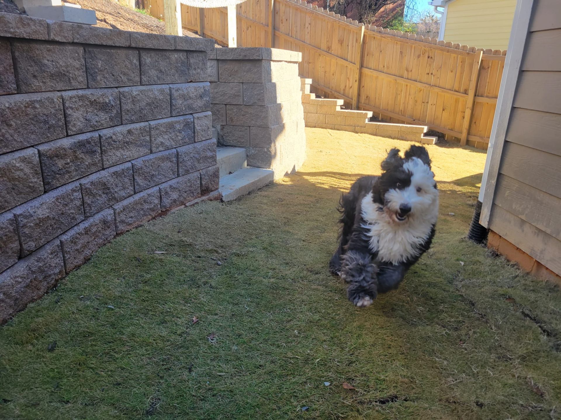 Dolce, the Dolce Flowers sheepadoodle, running across a sunny backyard in Greenville, SC